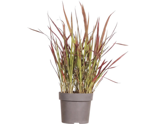 Imperáta valcovitá Imperata cylindrica var. 'Red Baron' 5-15 cm kvetináč Ø 14 cm