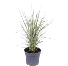 Okrasná tráva mix FloraSelf kvetináč 14 cm 1 ks, rôzne druhy