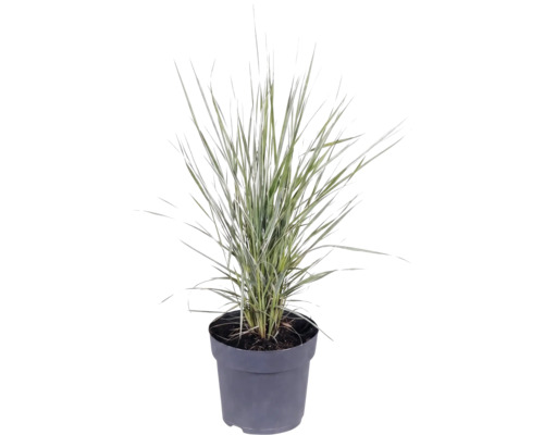 Okrasná tráva mix FloraSelf kvetináč 14 cm 1 ks, rôzne druhy