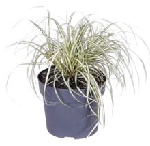 Okrasná tráva mix FloraSelf kvetináč 14 cm 1 ks, rôzne druhy