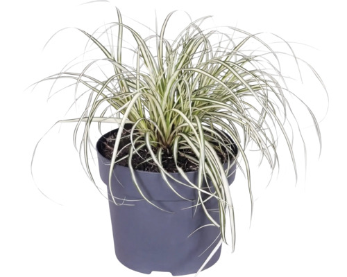Okrasná tráva mix FloraSelf kvetináč 14 cm 1 ks, rôzne druhy