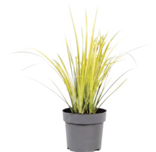 Okrasná tráva mix FloraSelf kvetináč 14 cm 1 ks, rôzne druhy
