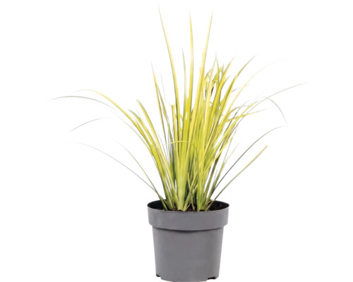 Okrasná tráva mix FloraSelf kvetináč 14 cm 1 ks, rôzne druhy