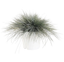Kostrava sivá FloraSelf Festuca glauca 'Intense Blue' 15-30 cm kvetináč 5 l