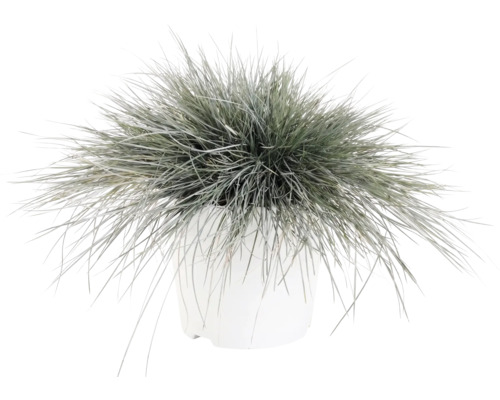 Kostrava sivá FloraSelf Festuca glauca 'Intense Blue' 15-30 cm kvetináč 5 l
