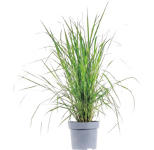 Okrasná tráva mix FloraSelf kvetináč 14 cm 1 ks, rôzne druhy