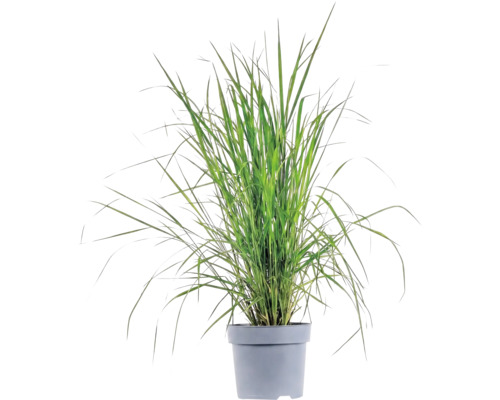 Okrasná tráva mix FloraSelf kvetináč 14 cm 1 ks, rôzne druhy