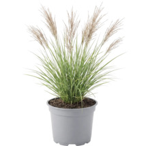 Ozdobnica čínska FloraSelf Miscanthus sinensis 'Red Chief' 20-100 cm kvetináč 6 l