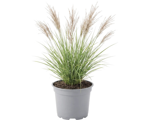 Ozdobnica čínska FloraSelf Miscanthus sinensis 'Red Chief' 20-100 cm kvetináč 6 l