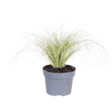 Okrasná tráva mix FloraSelf kvetináč 14 cm 1 ks, rôzne druhy