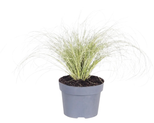 Okrasná tráva mix FloraSelf kvetináč 14 cm 1 ks, rôzne druhy