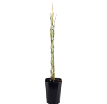 Ruža popínavá FloraSelf Rosa 'Bonita Renaissance' výška 100-120 cm kvetináč 5 l