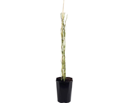 Ruža popínavá FloraSelf Rosa 'Bonita Renaissance' výška 100-120 cm kvetináč 5 l