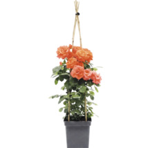 Ruža popínavá FloraSelf Rosa 'Newsflash' výška 100-120 cm kvetináč 5 l