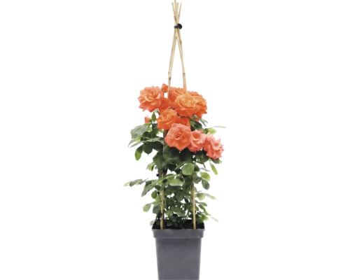 Ruža popínavá FloraSelf Rosa 'Newsflash' výška 100-120 cm kvetináč 5 l