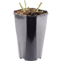 Ruža záhonová 'Red Leonardo da Vinci' FloraSelf 30-40 cm kvetináč 3 l