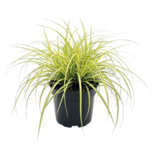 Ostrica ošimenská FloraSelf Carex oshimensis 'Evergold' 5-20 cm kvetináč Ø 14 cm