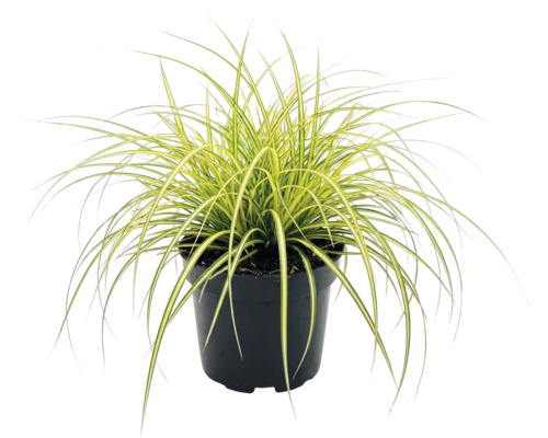 Ostrica ošimenská FloraSelf Carex oshimensis 'Evergold' 5-20 cm kvetináč Ø 14 cm