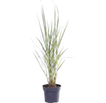Proso prútnaté FloraSelf Panicum virgatum 'Northwind' 20-80 cm kvetináč 3 l