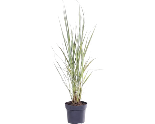 Proso prútnaté FloraSelf Panicum virgatum 'Northwind' 20-80 cm kvetináč 3 l