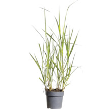 Ozdobnica čínska obria FloraSelf Miscanthus giganteus 20-80 cm kvetináč Ø 14 cm