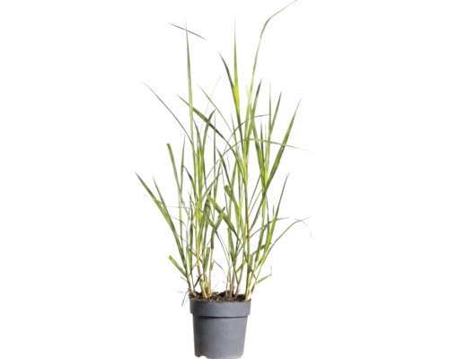 Ozdobnica čínska obria FloraSelf Miscanthus giganteus 20-80 cm kvetináč Ø 14 cm