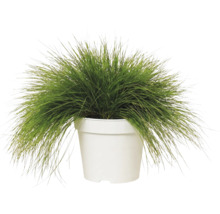 Metluška krivolaká Deschampsia flexuosa 'Amilime' kvetináč 2 l