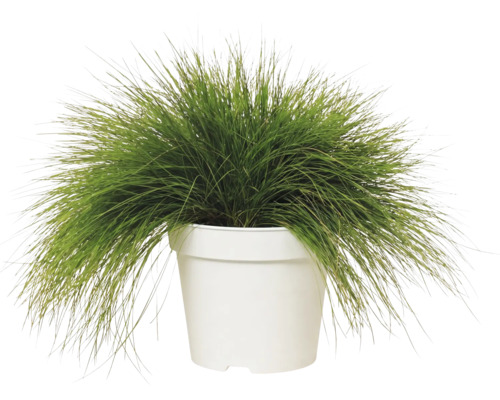 Metluška krivolaká Deschampsia flexuosa 'Amilime' kvetináč 2 l