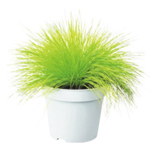 Metluška krivolaká Deschampsia flexuosa 'Amilime' kvetináč 2 l