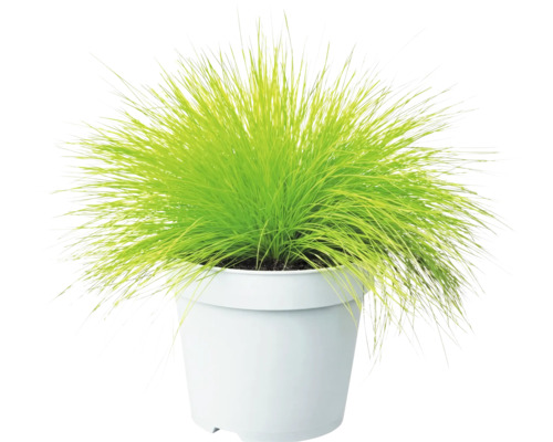 Metluška krivolaká Deschampsia flexuosa 'Amilime' kvetináč 2 l