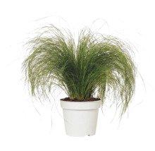 Kavyľ perovitý FloraSelf Stipa tenuifolia 'Pony Tails' 10-30 cm kvetináč 2 l