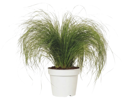 Kavyľ perovitý FloraSelf Stipa tenuifolia 'Pony Tails' 10-30 cm kvetináč 2 l