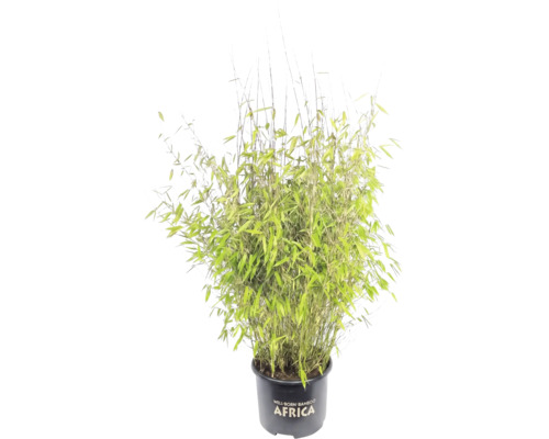 Bambus FloraSelf Fargesia Malachite Monkeys® 80-100 cm kvetináč 10 l