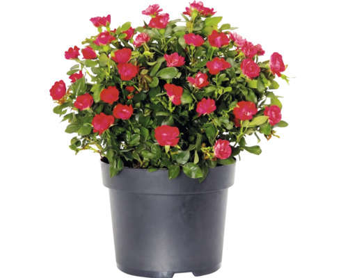 Ruža kríková "Zepeti" cca 20 cm kvetináč 2 l