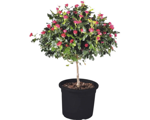 Ruža 'Zepeti' kmienok cca 50 cm kvetináč 6 l