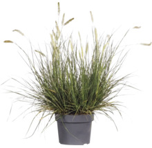 Perovec psiarkovitý FloraSelf Pennisetum kvetináč 3 l 1 ks, rôzne druhy