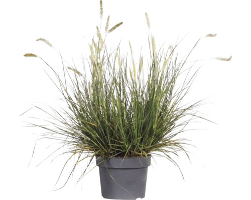 Perovec psiarkovitý FloraSelf Pennisetum kvetináč 3 l 1 ks, rôzne druhy