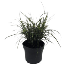 Ozdobnica čínska trpasličia FloraSelf Miscanthus sinensis 'Strictus Dwarf' 10-100 cm kvetináč 14 cm