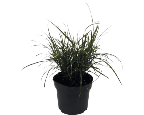 Ozdobnica čínska trpasličia FloraSelf Miscanthus sinensis 'Strictus Dwarf' 10-100 cm kvetináč 14 cm