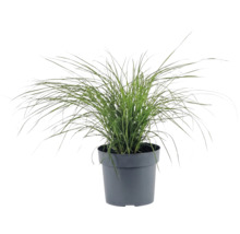 Ozdobnica čínska zakrpatená FloraSelf Miscanthus sinensis ‚Cute One‘ 10-30 cm kvetináč 3 l