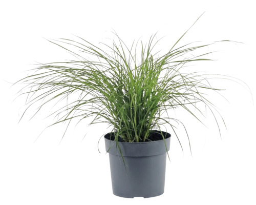 Ozdobnica čínska zakrpatená FloraSelf Miscanthus sinensis ‚Cute One‘ 10-30 cm kvetináč 3 l