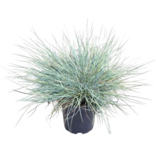 Kostrava popolavá FloraSelf Festuca glauca 'Cool As Ice' 5-15 cm kvetináč Ø 14 cm