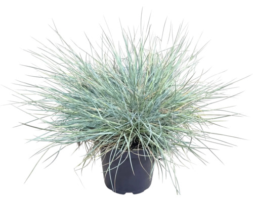 Kostrava popolavá FloraSelf Festuca glauca 'Cool As Ice' 5-15 cm kvetináč Ø 14 cm