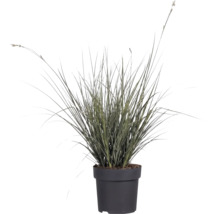 Ostrica väčšia FloraSelf Carex brunnea 5-10 cm kvetináč Ø 14 cm