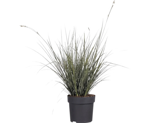 Ostrica väčšia FloraSelf Carex brunnea 5-10 cm kvetináč Ø 14 cm