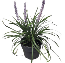 Liriopa FloraSelf Liriope muscari 'Moneymaker' kvetináč 2 l
