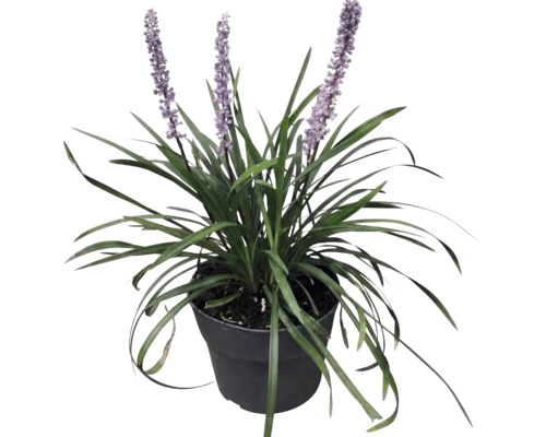 Liriopa FloraSelf Liriope muscari 'Moneymaker' kvetináč 2 l
