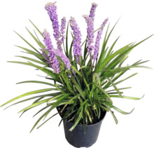 Liriopa FloraSelf Liriope muscari 'Moneymaker' kvetináč 2 l