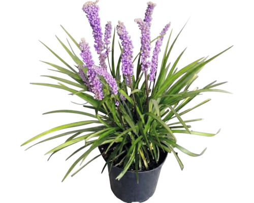 Liriopa FloraSelf Liriope muscari 'Moneymaker' kvetináč 2 l