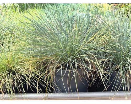 Kostrava sivá Festuca glauca v čiernom plastovom kvetináči, okrasná tráva s jemnými modrozelenými listami.